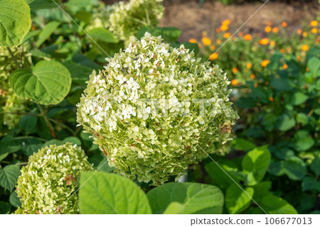 Green blooming hydrangea against a background of green leaves under sunlight. 106677013