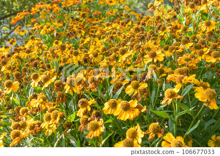 Full frame of blooming buds of Helenium flowers. 106677033