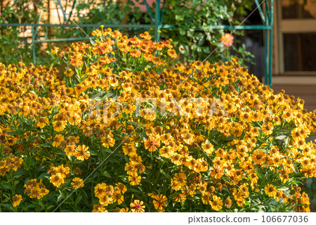 Blooming buds of Helenium flowers on a flower bed in the garden. 106677036