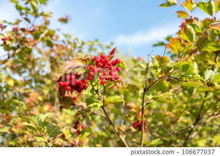 Branch with red viburnum berries against a blue sky. 106677037