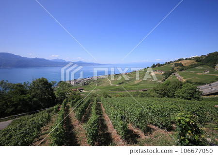 Beautiful landscape of vineyards and Lake Geneva, Montreux, Switzerland 106677050