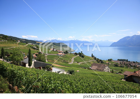 Beautiful landscape of vineyards and Lake Geneva, Montreux, Switzerland 106677054