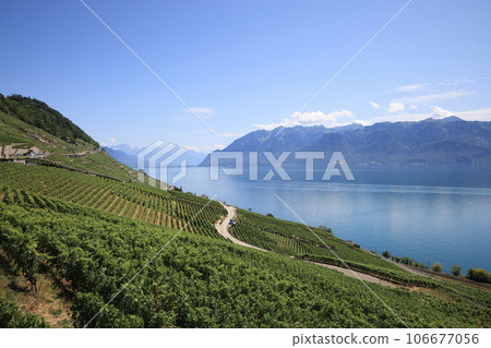 Beautiful landscape of vineyards and Lake Geneva, Montreux, Switzerland 106677056