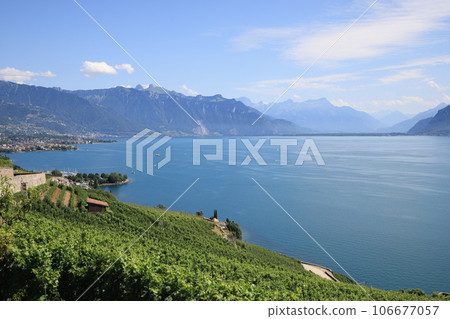 Beautiful landscape of vineyards and Lake Geneva, Montreux, Switzerland 106677057
