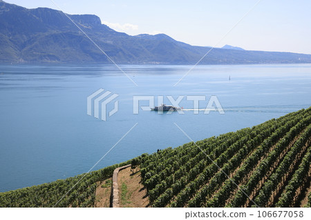 Beautiful landscape of vineyards and Lake Geneva, Montreux, Switzerland Beautiful landscape of vineyards and Lake Geneva, Montreux, Switzerland 106677058