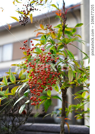 紅色南天果特寫 106677205