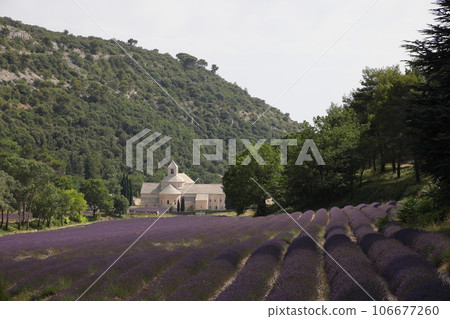 Abbey of Senanque and beautiful lavender in Provence, Southern France Abbey of Senanque and beautiful lavender in Provence, Southern France 106677260