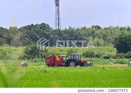 收穫季節的稻田和拖拉機,埼玉縣桶川市 收穫季節的稻田和拖拉機,埼玉縣桶川市 106677475