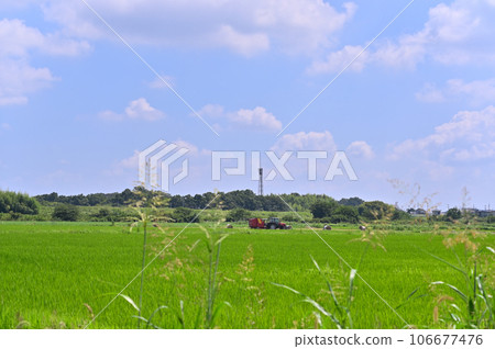 收穫季節的稻田和拖拉機，埼玉縣桶川市 106677476