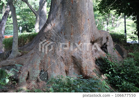 一棵大樹的根部的特寫鏡頭 106677550