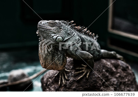 鬣蜥 鬣蜥 106677639