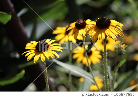 Close-up landscape of Rudbeckia hirta flowers in full bloom with yellow petals Close-up landscape of Rudbeckia hirta flowers in full bloom with yellow petals 106677695