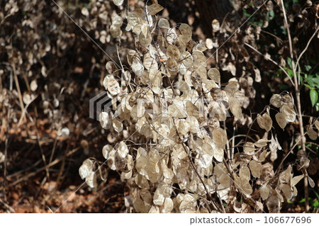 景觀與 Goudasou 棕色種子 106677696