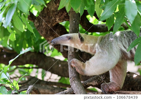 一棵樹上的南方Cor 106678439