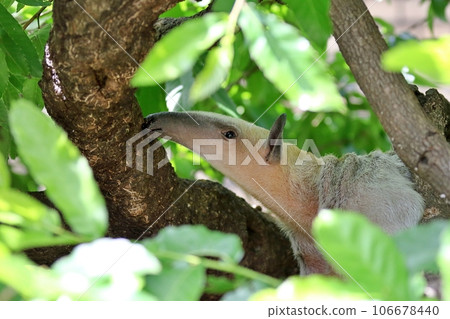 南方食蟻獸的側面特寫 106678440