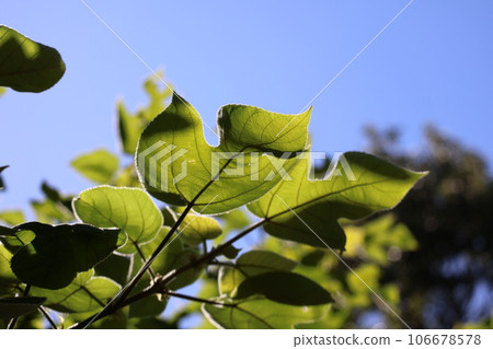 藍天綠葉金枝特寫景觀 藍天綠葉金枝特寫景觀 106678578
