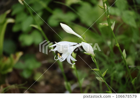 月魔法師的白色花瓣花的特寫鏡頭 106678579