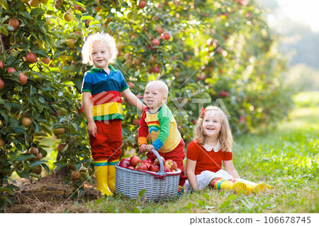 Kids picking apples in fruit garden Kids picking apples in fruit garden 106678745