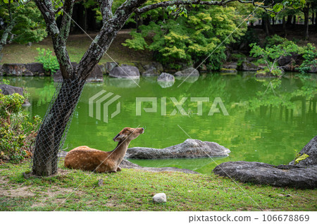 Deer in Nara Park sitting by the pond 106678869