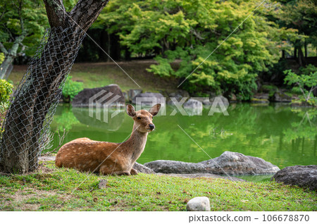 Deer in Nara Park sitting by the pond Deer in Nara Park sitting by the pond 106678870