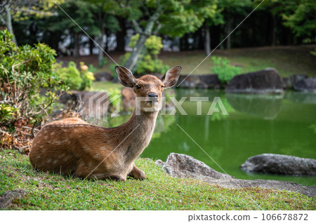 奈良公園的鹿坐在池塘邊 奈良公園的鹿坐在池塘邊 106678872