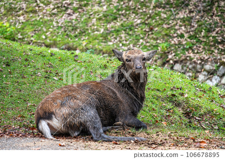 去角鹿 奈良公園 去角鹿 奈良公園 106678895