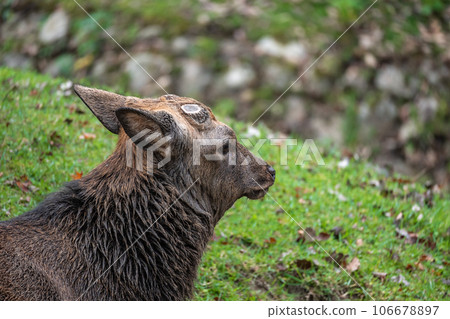 Dehorned deer Nara Park Dehorned deer Nara Park 106678897