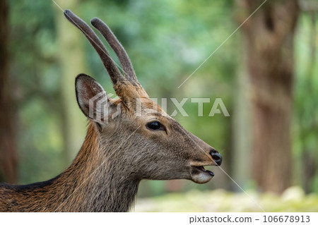 Deer in Nara Park 106678913