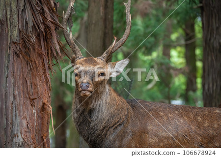 奈良公園森林裡的鹿 奈良公園森林裡的鹿 106678924
