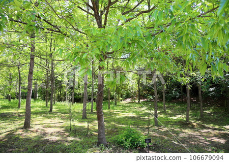 Fresh green park, oak forest Fresh green park, oak forest 106679094
