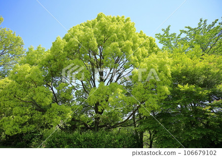 New green park, zelkova tree New green park, zelkova tree 106679102