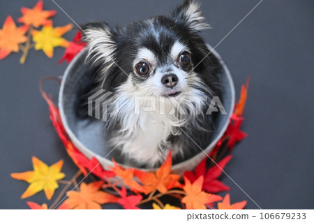 Chihuahua and maple tree looking up, autumn leaves, autumn image 106679233