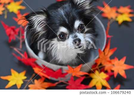 Chihuahua and maple autumn leaves autumn image Chihuahua and maple autumn leaves autumn image 106679240