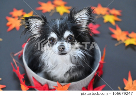 Chihuahua and maple looking up at the camera Autumn Autumn leaves Autumn image 106679247