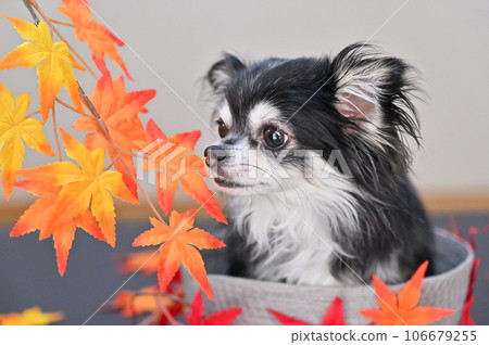 奇瓦瓦狗嗅楓樹秋天秋天的落葉秋天的形象 106679255