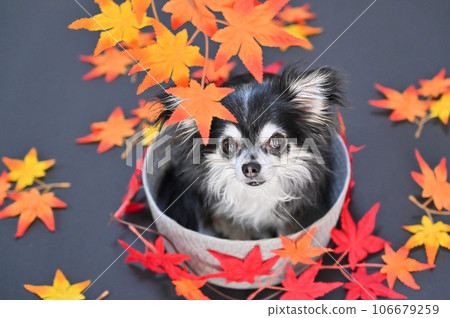 Chihuahua and maple tree looking up, autumn leaves, autumn image 106679259