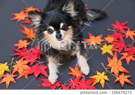 Chihuahua close-up and maple autumn leaves autumn image Chihuahua close-up and maple autumn leaves autumn image 106679273