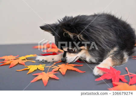 奇瓦瓦狗嗅楓樹秋天秋天的落葉秋天的形象 106679274