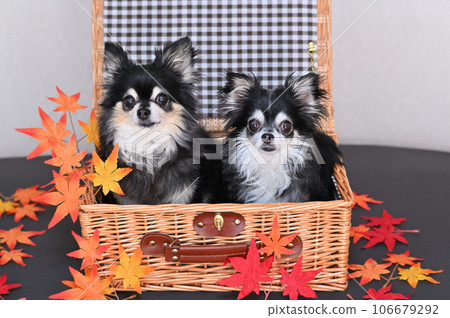 Two good friends Chihuahua and maple in a basket Autumn leaves Autumn image Two good friends Chihuahua and maple in a basket Autumn leaves Autumn image 106679292