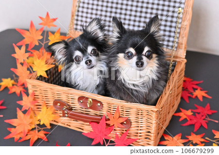 Two good friends Chihuahua and maple in a basket Autumn leaves Autumn image 106679299