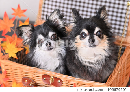 Two good friends Chihuahua and maple in a basket Autumn leaves Autumn image Two good friends Chihuahua and maple in a basket Autumn leaves Autumn image 106679301