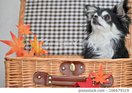 奇瓦瓦狗和楓樹在籃子裡秋天秋天的樹葉秋天圖像 奇瓦瓦狗和楓樹在籃子裡秋天秋天的樹葉秋天圖像 106679329