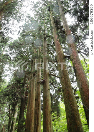 Old Hakone Highway smoked in the rain, Kanagawa Prefecture, vertical location 106679599
