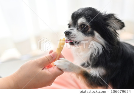 Chihuahua receiving toothpaste gum from his owner Chihuahua receiving toothpaste gum from his owner 106679634