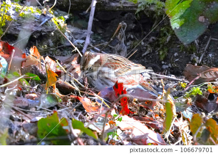  White fish 106679701