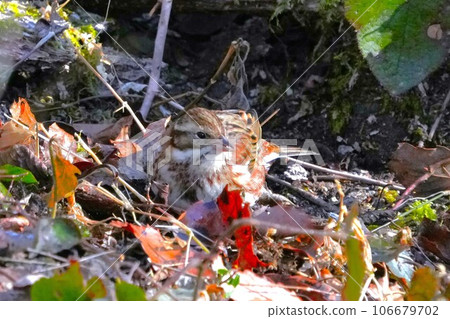  White fish 106679702