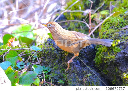 不知從哪兒冒出來停在我面前的可愛漂亮的中國花妹 106679737