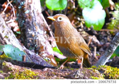 不知從哪兒冒出來停在我面前的可愛漂亮的中國花妹 不知從哪兒冒出來停在我面前的可愛漂亮的中國花妹 106679738