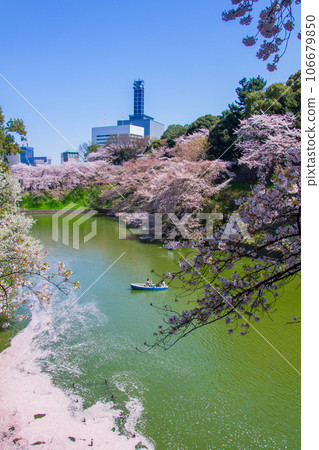 盛開的櫻花（千鳥淵 - 東京） 106679850