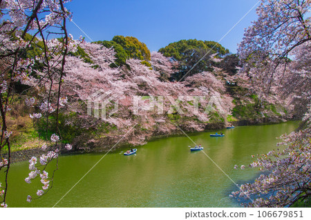 盛開的櫻花（千鳥淵 - 東京） 106679851